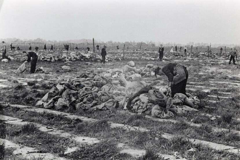 Zwart-witfoto van een veld vol met juten zakken, op enkele zakken staat het woord 'cement', op de voorgrond twee vrouwen met schorten die de zakken gebukt doorzoeken,  op de achtergrond zijn meer mensen te zien in het veld.